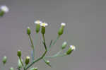 Canadian horseweed